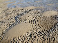 NL, Noord-Holland, Texel, Zuidpunt 4, Saxifraga-Foto Fitis-Sytske Dijksen