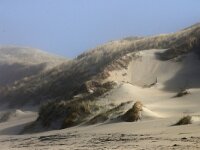 NL, Noord-Holland, Texel, paal 11 1, Saxifraga-Foto Fitis-Sytske Dijksen