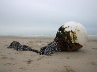 NL, Noord-Holland, Texel, paal 9 42, Saxifraga-Foto Fitis-Sytske Dijksen