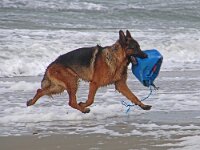 NL, Noord-Holland, Texel, paal 9 45, Saxifraga-Foto Fitis-Sytske Dijksen