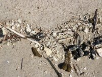 NL, Noord-Holland, Texel, paraffin, De Hors 158, Saxifraga-Foto Fitis-Sytske Dijksen