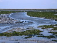 NL, Noord-Holland, Texel, wad De Cocksdorp 3, Saxifraga-Foto Fitis-Sytske Dijksen
