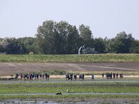 NL, Noord-Holland, Texel, wad De Cocksdorp 4, Saxifraga-Foto Fitis-Sytske Dijksen
