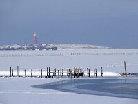 NL, Noord-Holland, Texel, wad De Cocksdorp 6, Saxifraga-Foto Fitis-Sytske Dijksen