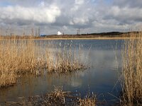 NL, Noord-Holland, Velsen, IJmuiden, Kennemer Duinen 2, Saxifraga-Foto Fitis-Sytske Dijksen