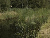 NL, Noord-Holland, Wijde Meren, s Graveland, Kromme Rade 18, Saxifraga-Jan van der Straaten