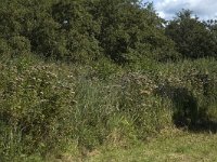 NL, Noord-Holland, Wijde Meren, s Graveland, Kromme Rade 2, Saxifraga-Marijke Verhagen