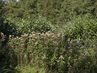 NL, Noord-Holland, Wijdemeren, s-Graveland, Kromme Rade 3, Saxifraga-Marijke Verhagen