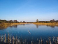 NL, Noord-Holland, Zandvoort, Amsterdamse Waterleidingduinen 21, Saxifraga-Bart Vastenhouw