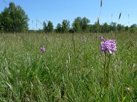 NL, Overijssel, Dalfsen, Luttenbergerven 9, Saxifraga-Mark-Zekhuis