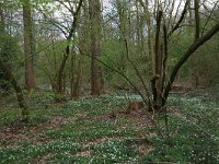 NL, Overijssel, Dinkelland, Achter de Voort 1, Saxifraga-Hans Boll