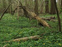 NL, Overijssel, Dinkelland, Achter de Voort 16, Saxifraga-Hans Boll