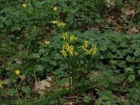 NL, Overijssel, Dinkelland, Achter de Voort 19, Saxifraga-Hans Boll