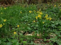 NL, Overijssel, Dinkelland, Achter de Voort 21, Saxifraga-Hans Boll