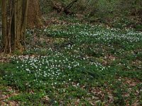 NL, Overijssel, Dinkelland, Achter de Voort 6, Saxifraga-Hans Boll