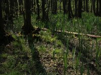 NL, Overijssel, Dinkelland, Agelerbroek 29, Saxifraga-Hans Boll