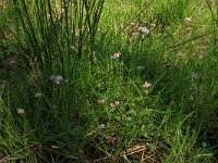 NL, Overijssel, Dinkelland, Agelerbroek 31, Saxifraga-Hans Boll