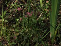 NL, Overijssel, Dinkelland, Agelerbroek 33, Saxifraga-Hans Boll