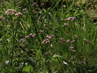 NL, Overijssel, Dinkelland, Agelerbroek 34, Saxifraga-Hans Boll