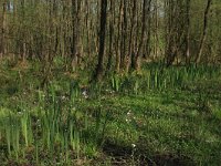 NL, Overijssel, Dinkelland, Agelerbroek 36, Saxifraga-Hans Boll