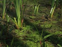 NL, Overijssel, Dinkelland, Agelerbroek 38, Saxifraga-Hans Boll