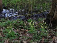 NL, Overijssel, Dinkelland, Agelerbroek 8, Saxifraga-Hans Boll