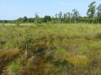 NL, Overijssel, Enschede, Aamsveen 6, Saxifraga-Mark Zekhuis