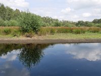 NL, Netherlands, Overijssel, Haaksbergen, Witte Veen 2, Saxifraga-Tom Heijnen