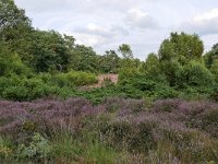 NL, Netherlands, Overijssel, Haaksbergen, Witte Veen 5, Saxifraga-Tom Heijnen