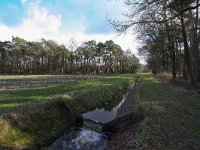 NL, Overijsel, Haaksbergen,  Assinkbos 2, Saxifraga-Bart Vastenhouw