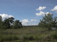 NL, Overijssel, Haaksbergen, Buurserzand 3, Saxifraga-Luc Hoogenstein