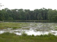 NL, Overijssel, Haaksbergen, Buurserzand, Buursermeertje 1, Saxifraga-Willem van Kruijsbergen