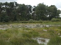 NL, Overijssel, Haaksbergen, Buurserzand, Buursermeertje 2, Saxifraga-Willem van Kruijsbergen