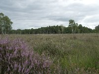 NL, Overijssel, Haaksbergen, Buurserzand, Harreveldschans 2, Saxifraga-Willem van Kruijsbergen