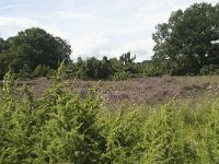 NL, Overijssel, Haaksbergen, Buurserzand, Juniperus communis 7, Saxifraga-Willem van Kruijsbergen