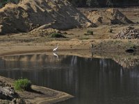 Vechtpark N1113 : Hardenberg, Vechtpark in aanleg met Grote zilverreiger