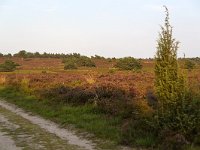 Heathland in Sallandse Heuvelrug National Park, Overijssel, Netherlands  Heathland in Sallandse Heuvelrug National Park, Overijssel, Netherlands : beauty in nature, heather, heathland, national park, nature reserve, NP, Sallandse Heuvelrug, summertime, Dutch, Europe, European, heath, natural, nature, Netherlands, Overijssel, rural landscape, summer