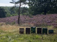 Wooden beehives in heathland in Sallandse Heuvelrug National Park, Overijssel, Netherlands  Wooden beehives in heathland in Sallandse Heuvelrug National Park, Overijssel, Netherlands : beauty in nature, beehive, heathland, national park, nature reserve, NP, Sallandse Heuvelrug, summertime, Dutch, Europe, European, heather, honeybee, insect, Netherlands, Overijssel, 6, six