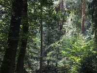 Jannie fietsend in bos  Sallandse Heuvelrug NP, Overijssel, Netherlands : cycling, elderly woman, mature woman, NP, national park, Sallandse Heuvelrug, summertime, forest