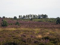 Heideveld op Sallandse Heuvelrug  Overijssel, Netherlands : beauty in nature, heathland, national park, nature reserve, NP, Sallandse Heuvelrug, summertime, heather