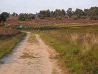 Heideveld op Sallandse Heuvelrug  Overijssel, Netherlands : beauty in nature, heathland, national park, nature reserve, NP, Sallandse Heuvelrug, summertime, track