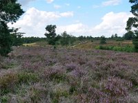 NL, Overijssel, Hellendoorn, Sallandse Heuvelrug 3, Saxifraga-Tom Heijnen