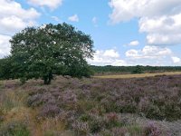 NL, Overijssel, Hellendoorn, Sallandse Heuvelrug 5, Saxifraga-Tom Heijnen