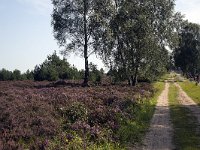 Track through heathland in Sallandse Heuvelrug National Park, Overijssel, Netherlands  Track through heathland in Sallandse Heuvelrug National Park, Overijssel, Netherlands : beauty in nature, heathland, national park, nature reserve, NP, Sallandse Heuvelrug, summertime, track, Dutch, Europe, European, heath, heather, natural, nature, Netherlands, Overijssel, rural landscape, summer