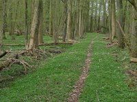 NL, Overijssel, Losser, Smoddebos 14, Saxifraga-Mark Zekhuis