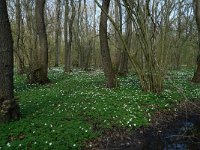 NL, Overijssel, Losser, Smoddebos 2, Saxifraga-Mark Zekhuis