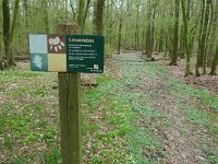 NL, Overijssel, Losser, Smoddebos 5, Saxifraga-Mark Zekhuis