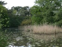 NL, Overijssel, Ommen, Beerze 2, Saxifraga-Hans Boll