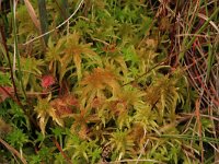 NL, Overijssel, Ommen, Besthemmer Ven 1, Saxifraga-Hans Boll