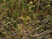 NL, Overijssel, Ommen, Besthemmer Ven 14, Saxifraga-Hans Boll